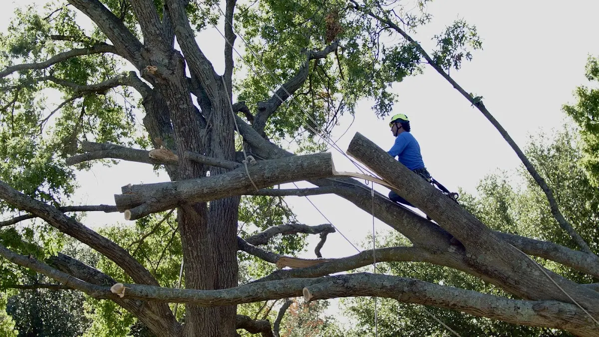 Professional Crown Thinning performed by certified arborists in Moffett