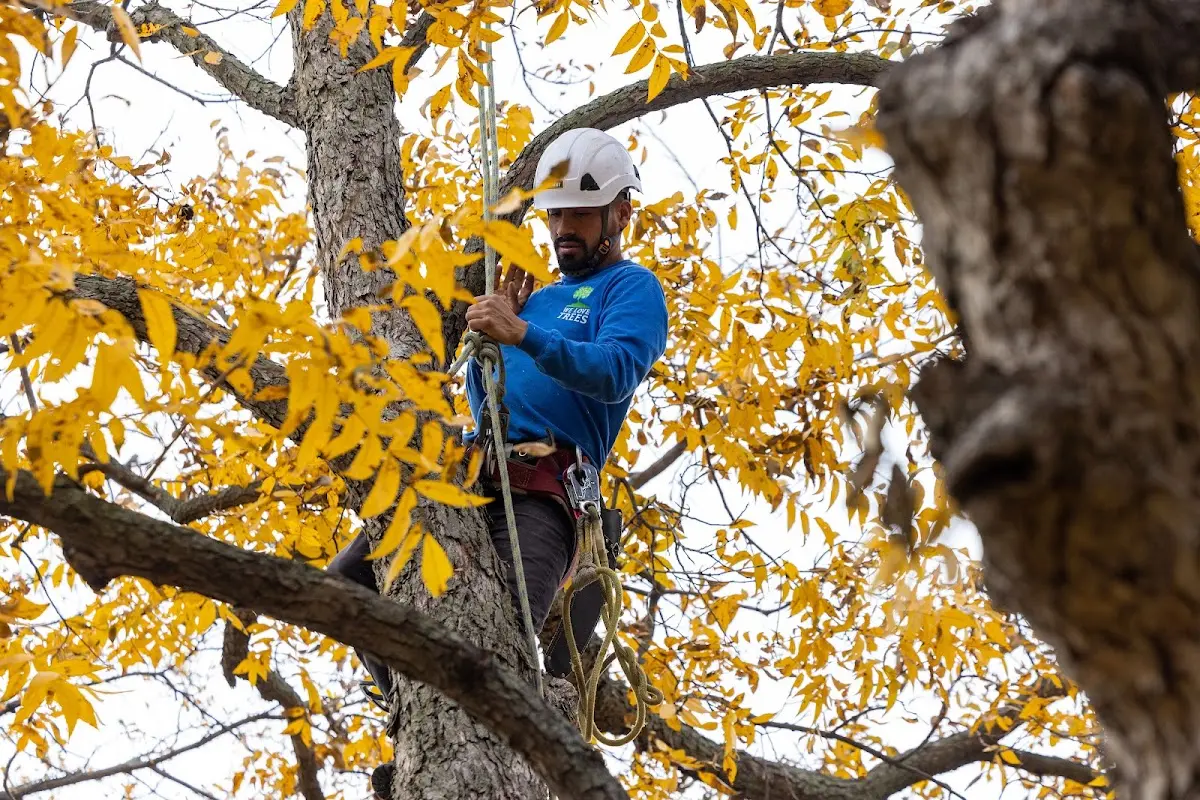 Skilled Tree Planing crew working in Moffett